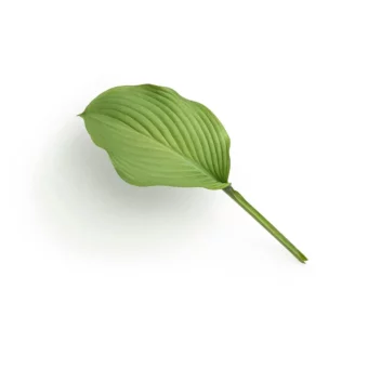 头像｜让人看起来很干净的头像