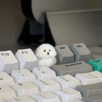 头像丨耐看的小众头像