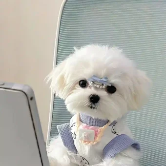 壁纸 | 手机壁纸