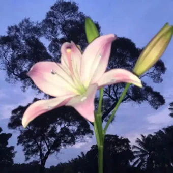 壁纸丨巨喜欢的iPad壁纸
