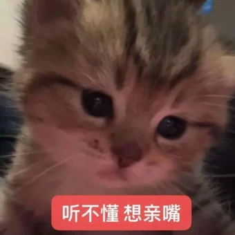 表情包丨猫猫表情包大合集