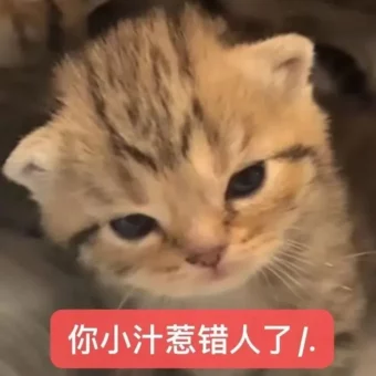 表情包丨猫猫表情包大合集