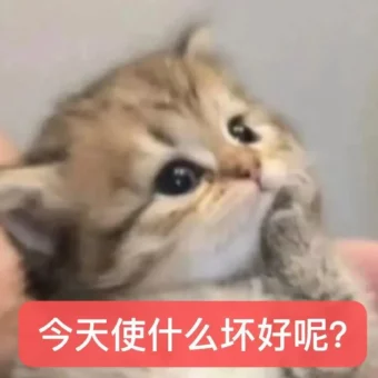 表情包丨猫猫表情包大合集