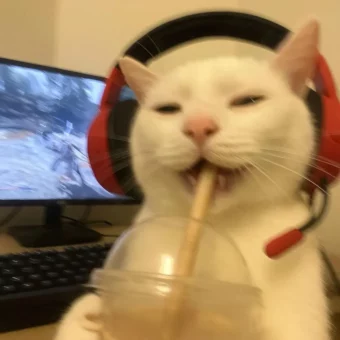 头像丨𝙒𝙚𝘾𝙝𝙖𝙩一期可爱小猫头像