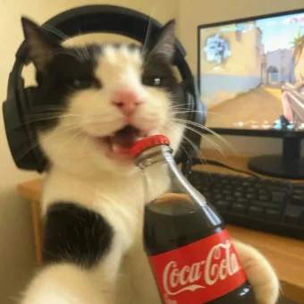 头像丨𝙒𝙚𝘾𝙝𝙖𝙩一期可爱小猫头像