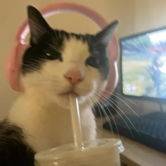 头像丨𝙒𝙚𝘾𝙝𝙖𝙩一期可爱小猫头像