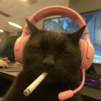 头像丨𝙒𝙚𝘾𝙝𝙖𝙩一期可爱小猫头像