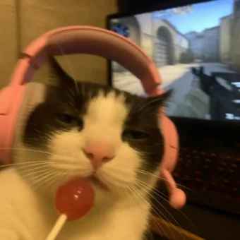 头像丨𝙒𝙚𝘾𝙝𝙖𝙩一期可爱小猫头像
