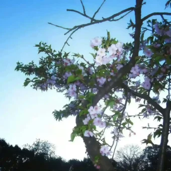 背景图 | 𝑾𝒆𝑪𝒉𝒂𝒕背景图