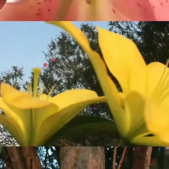 壁纸 ​​​​​​​​​​​​​| 𝐖𝐚𝐥𝐥𝐩𝐚𝐩𝐞𝐫全屏壁纸
