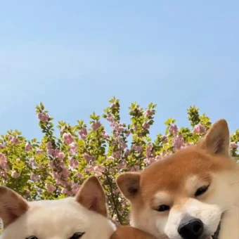 壁纸 ​​​​​​​​​​​​​| 𝐖𝐚𝐥𝐥𝐩𝐚𝐩𝐞𝐫全屏壁纸