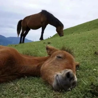 头像丨小马头像