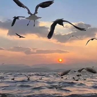 壁纸 | 手机高清壁纸图片