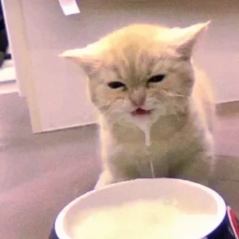 头像丨模糊小猫头像