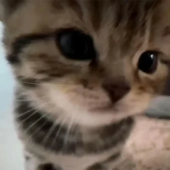 头像丨小猫积累头像