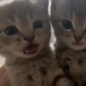头像丨小猫积累头像