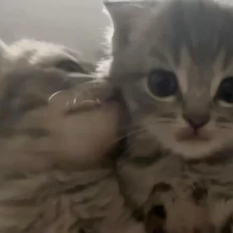 头像丨小猫积累头像