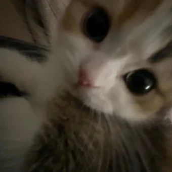 头像丨小猫积累头像