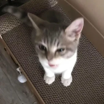 头像丨小猫积累头像