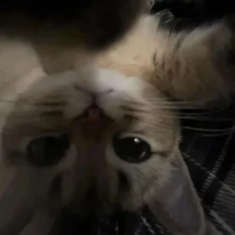 头像丨小猫积累头像