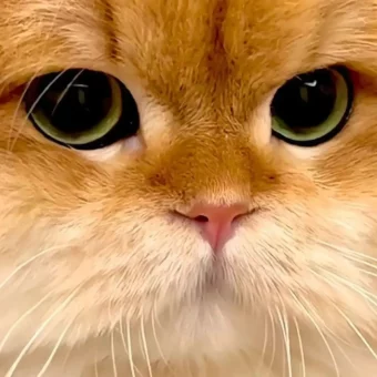 头像丨猫猫美学
