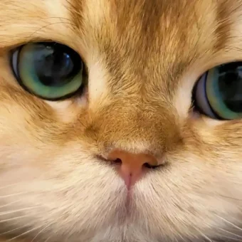 头像丨猫猫美学