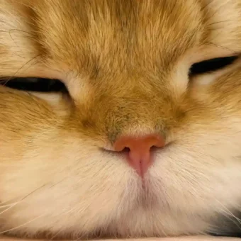 头像丨猫猫美学