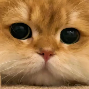 头像丨猫猫美学