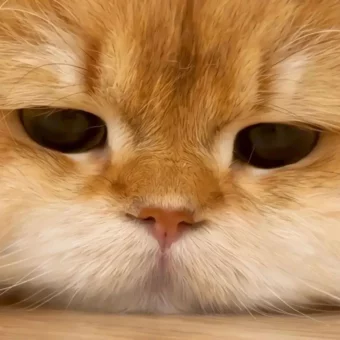 头像丨猫猫美学