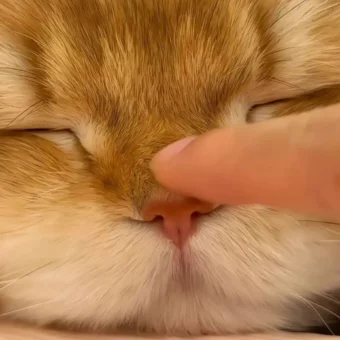 头像丨猫猫美学