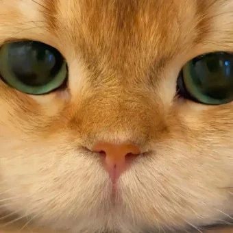 头像丨猫猫美学