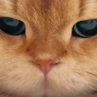 头像丨猫猫美学
