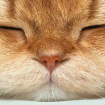 头像丨猫猫美学