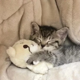 头像 | 晚安小猫