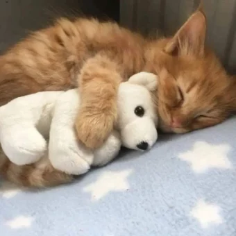 头像 | 晚安小猫