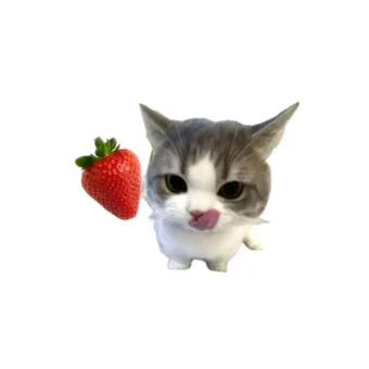 头像｜高清小猫头像