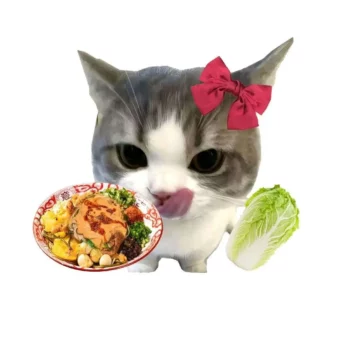 头像｜高清小猫头像