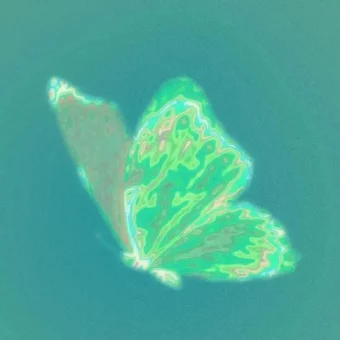 头像丨简约头像：蝴蝶
