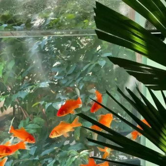 背景图 | 高级背景图