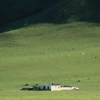 壁纸丨绿色生命力景深壁纸