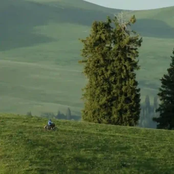 壁纸丨绿色生命力景深壁纸