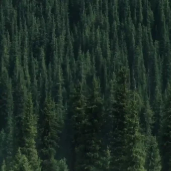 壁纸丨绿色生命力景深壁纸