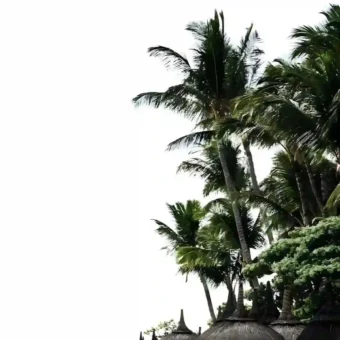 壁纸丨绿色生命力景深壁纸