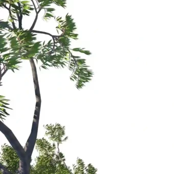 壁纸丨绿色生命力景深壁纸