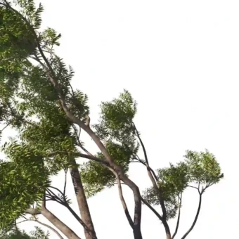 壁纸丨绿色生命力景深壁纸