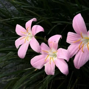 壁纸 | 一期自截iPad壁纸