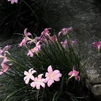 壁纸 | 一期自截iPad壁纸