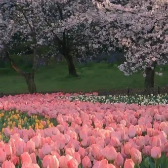 壁纸 ​​​​​​​​​​​​​| ios全屏手机壁纸