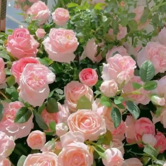 壁纸 ​​​​​​​​​​​​​| ios全屏手机壁纸