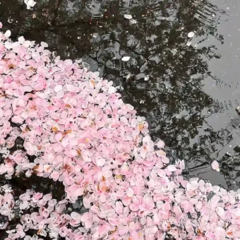 壁纸 ​​​​​​​​​​​​​| ios全屏手机壁纸